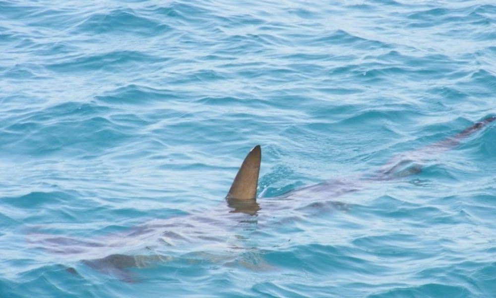 Ισπανία: Νέα εμφάνιση καρχαρία σε παραλία τρομοκράτησε λουόμενους